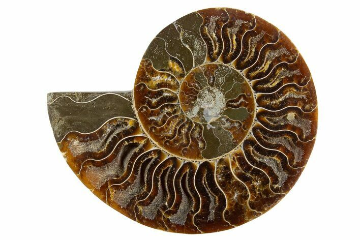 Cut & Polished Ammonite Fossil (Half) - Deep Crystal Pockets #345986